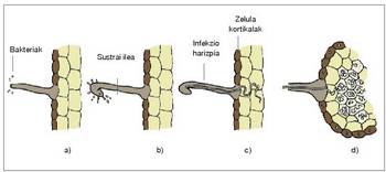 3. Irudia: Noduluaren eraketa. a) Ingurunean libre dabiltzan bakterio libreak sustraietako ileekin elkartzen dira. b) Sustraiko ilea okertu egiten da. c) Sustraiko ilearen zelulako paretean barrunbea eratu ondoren, infekzio harizpia sortzen da, sustrai azaleko zelulak zeharkatzen ditu eta adarkatu egiten da. d) Infekzio harizpia desegitean, sustrai barneko zeluletan gelditzen dira bakterioak.<br><br>